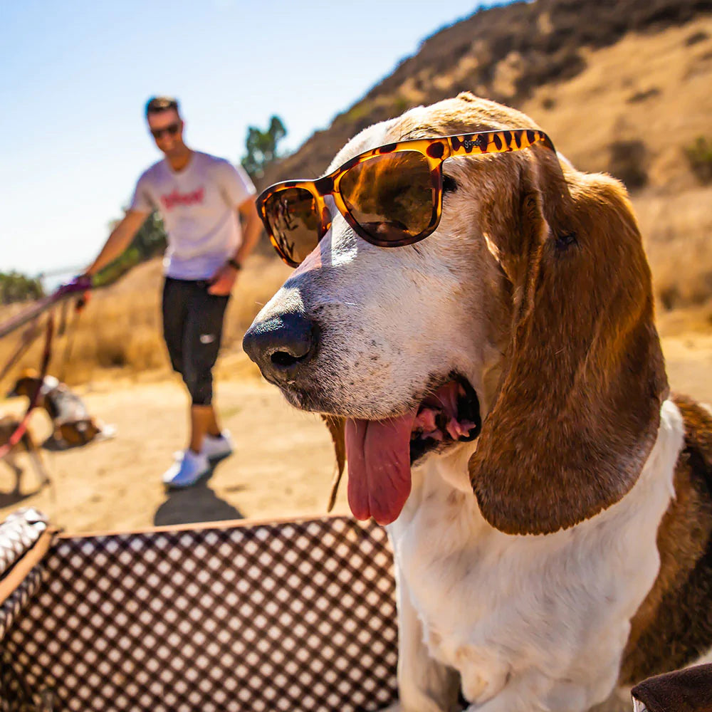 Bosley's Basset Hound Dreams by Goodr, tortoiseshell pattern glasses with fun, bold design inspired by the legendary dog of Goodr